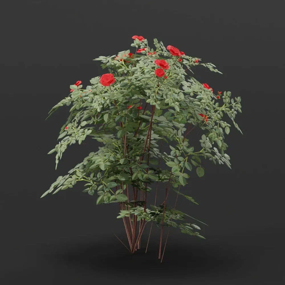 Flower Rose Medium