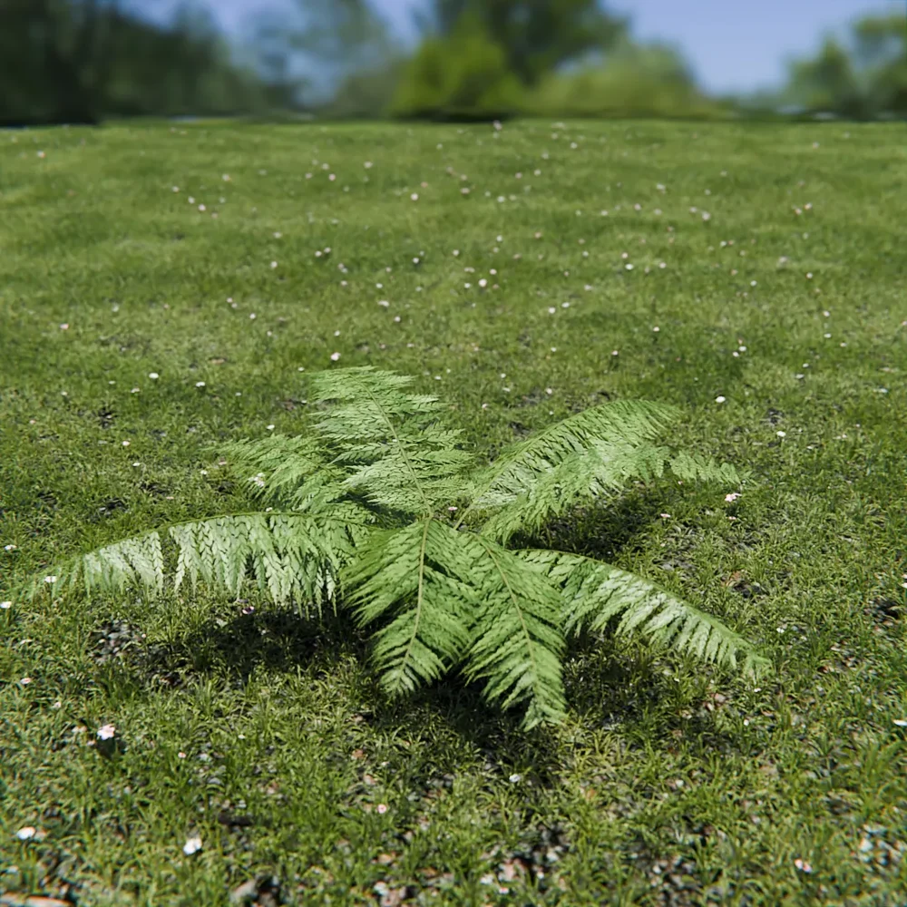 Ostrich Fern