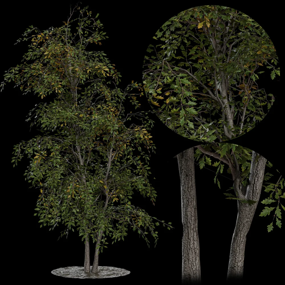 Low Poly Autumn Birch Tree