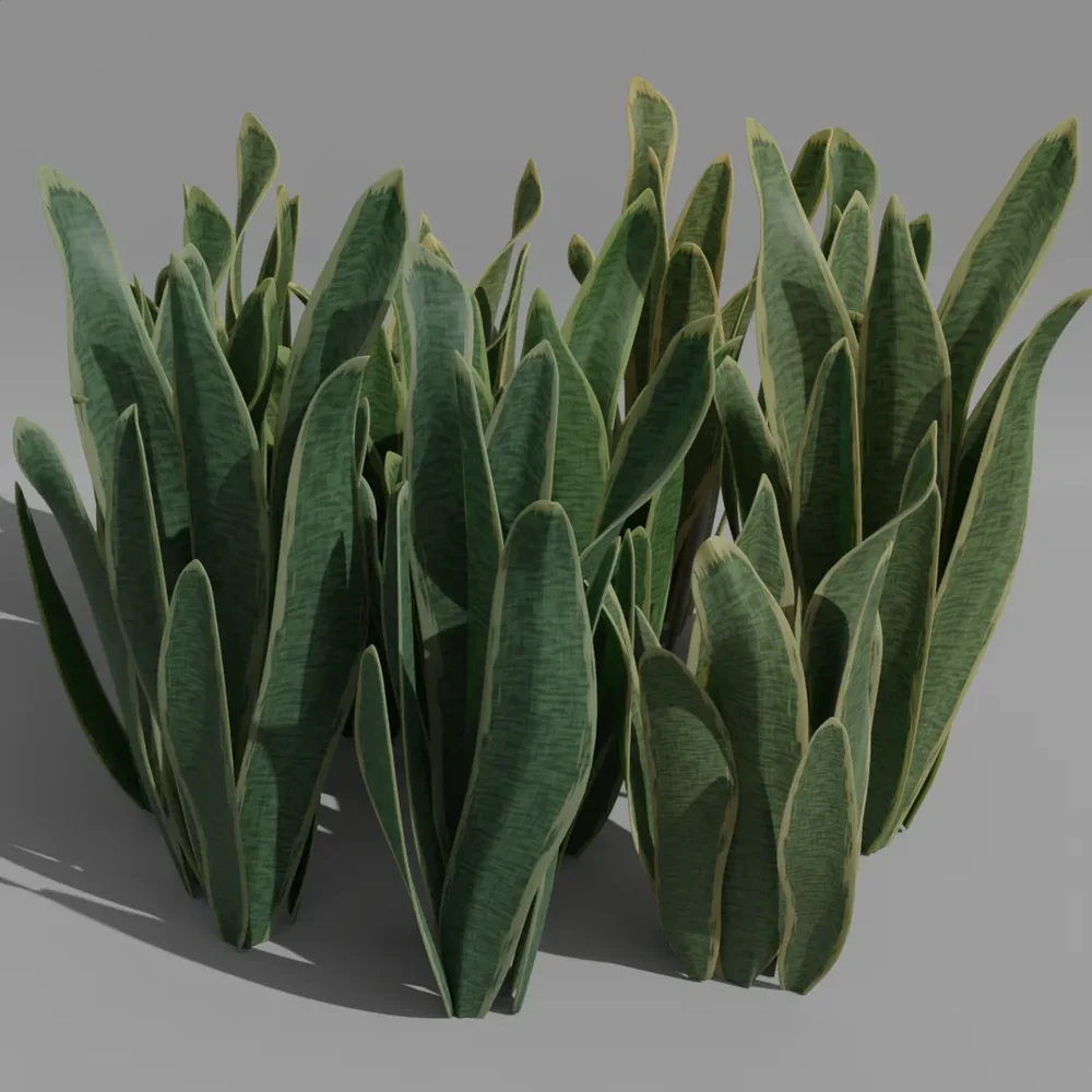 Outdoor Snake Plant Translucent