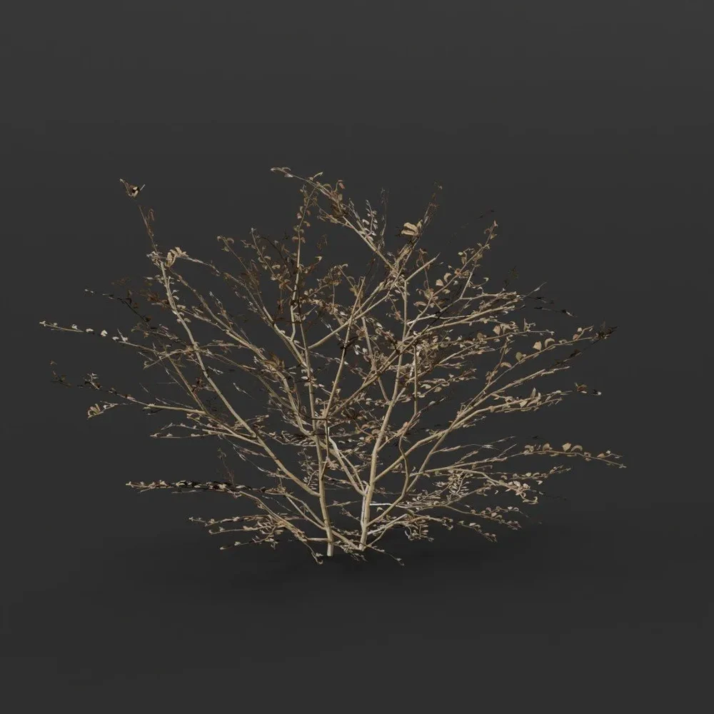 Ivory Bush Dead