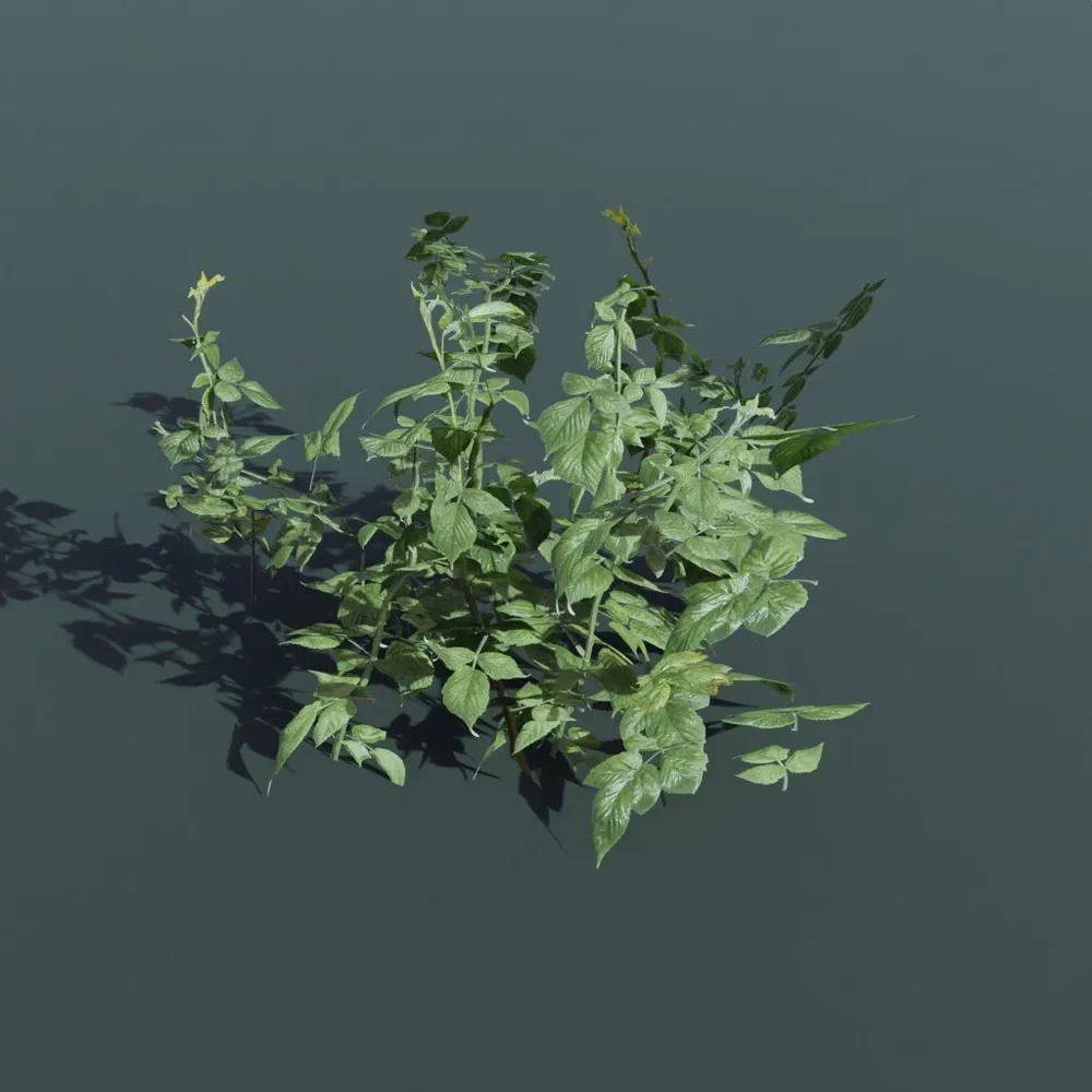 Plant Wild Raspberry Medium
