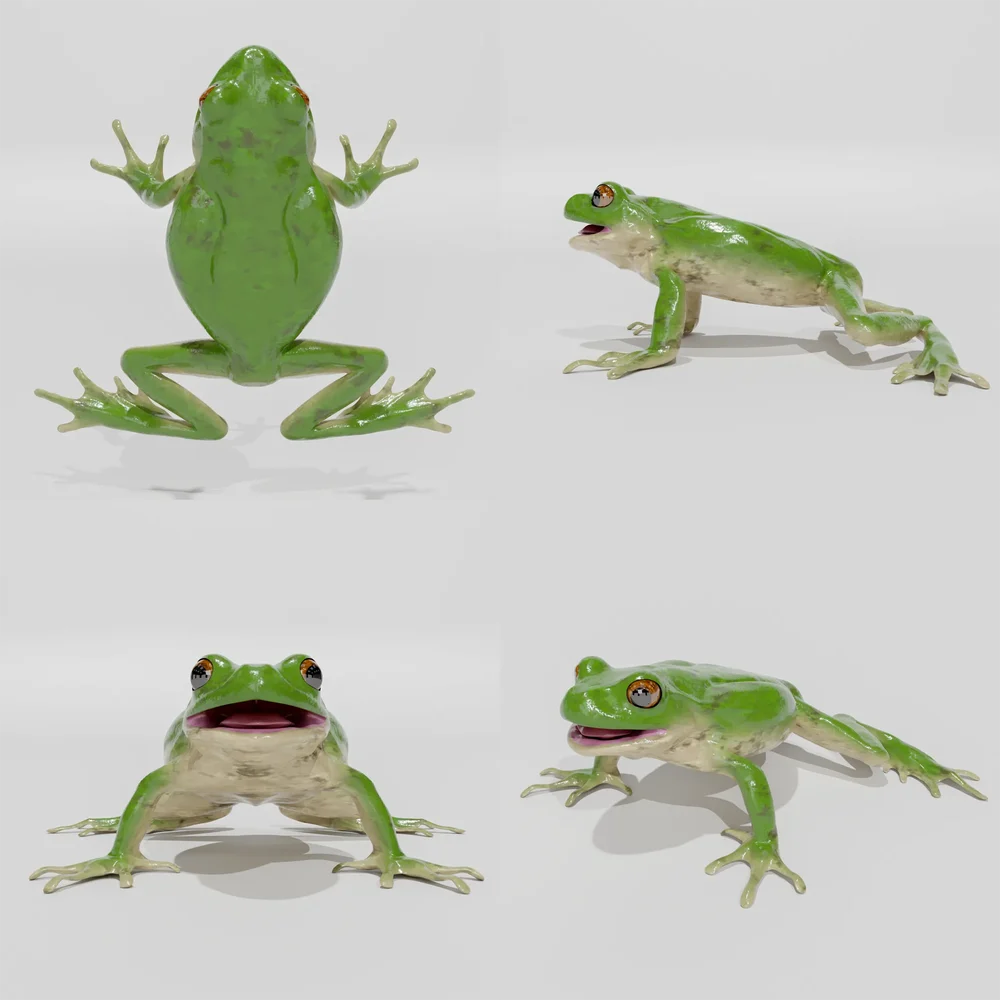 Frog Model (White-Bellied Tree Frog)