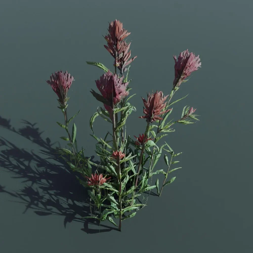Plant Paintbrush Medium