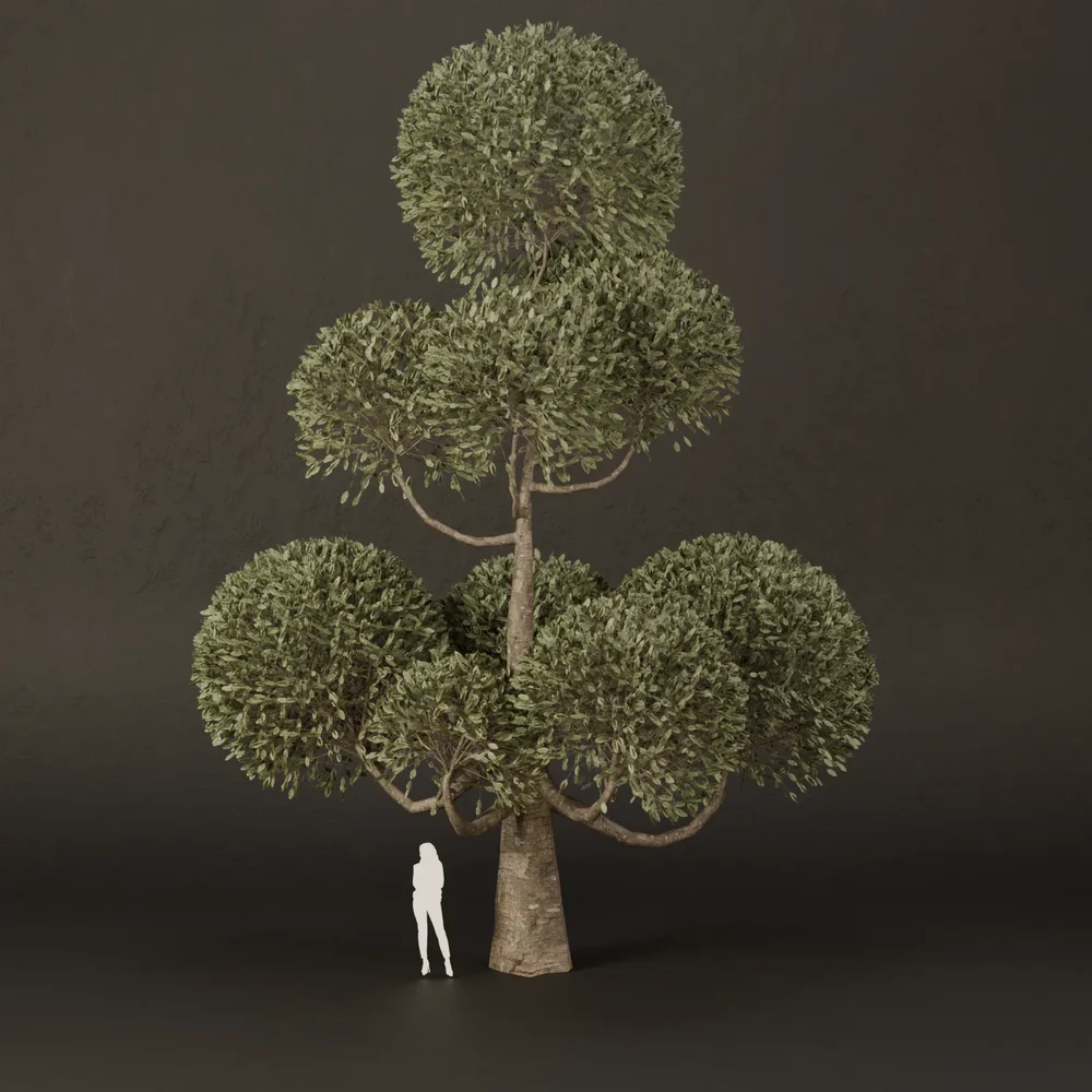 Sj-Ornamental Tree Cloud Zen