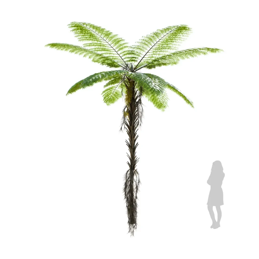 Palm Alsophila Spinulosa Fern
