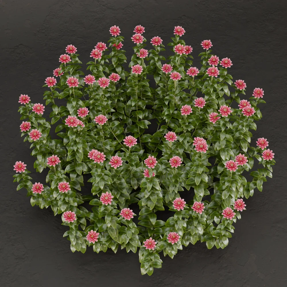Sj-Lavender Charm Plant