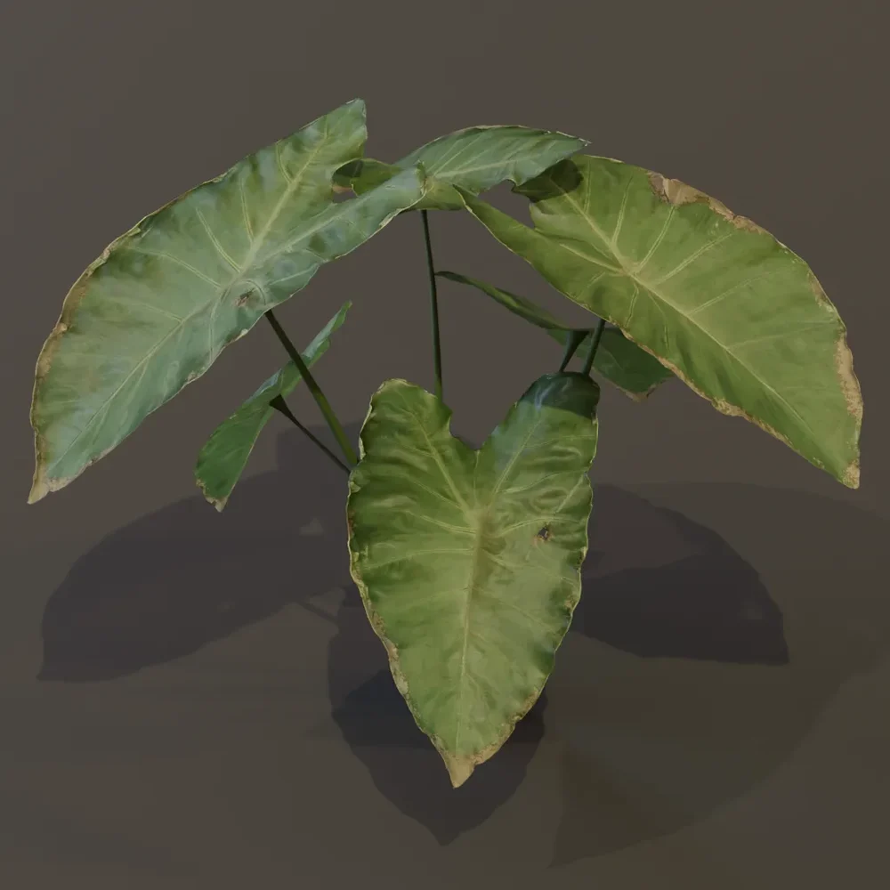 Elephant Ear Taro Plant Young Var