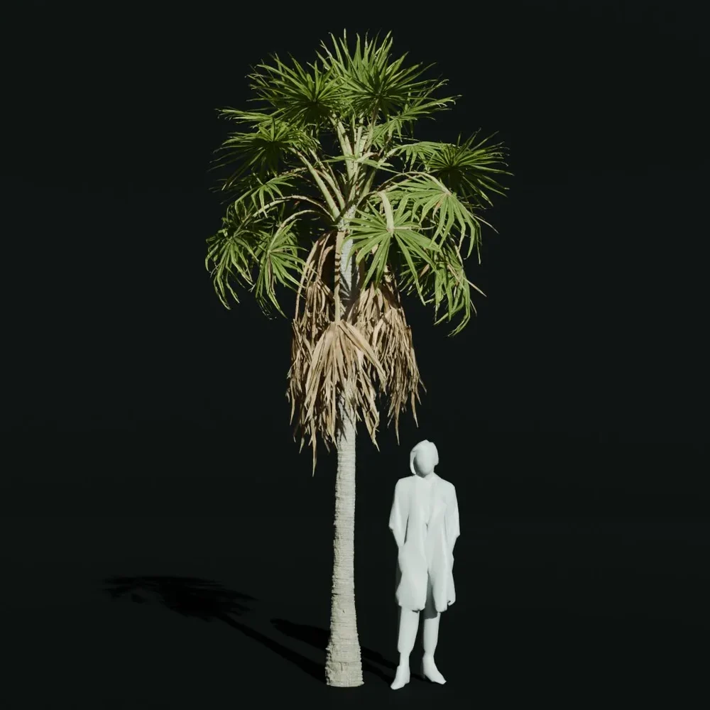 Caraday Palm Young