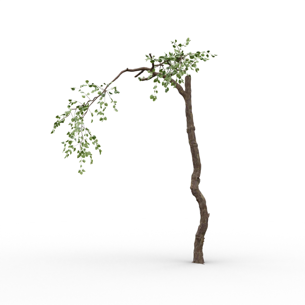 Old Tree V3