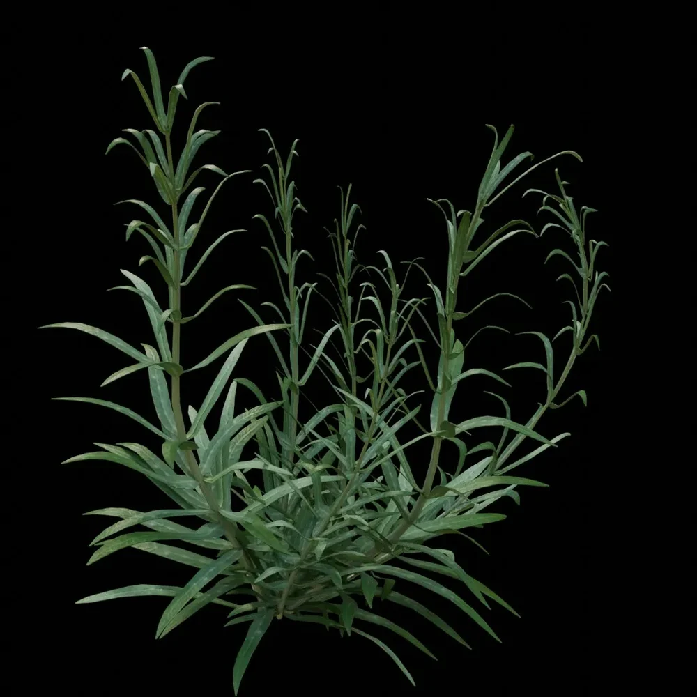 Outdoor Herb