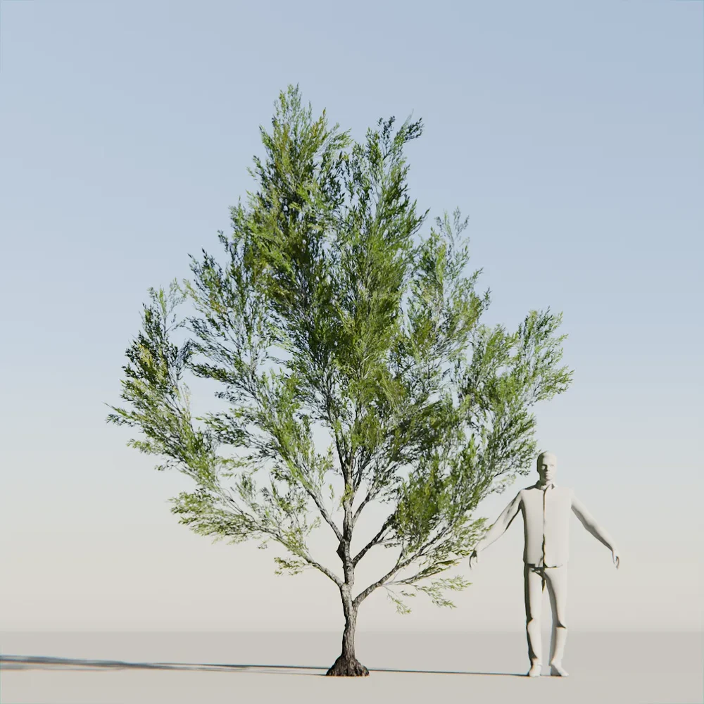 Coral Bark Tree Animated Lowpoly