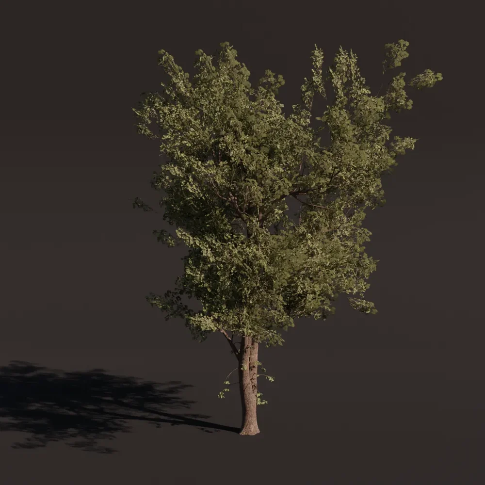 Tree Alder A3 Large