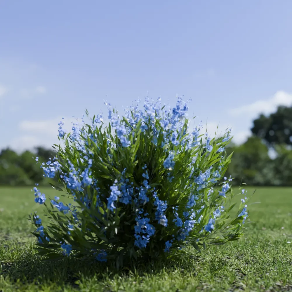 Shurb - Caryopteris Bluebeard Animated