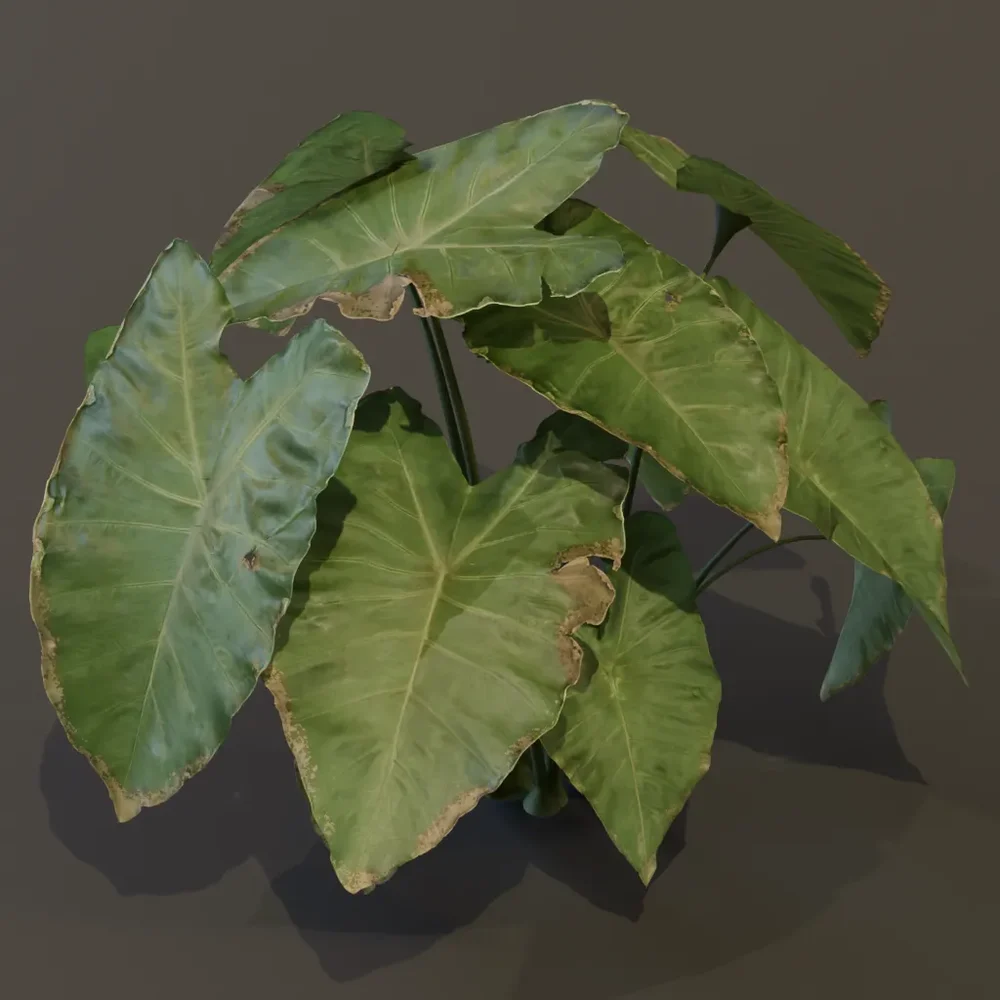 Elephant Ear Taro Plant Large Var