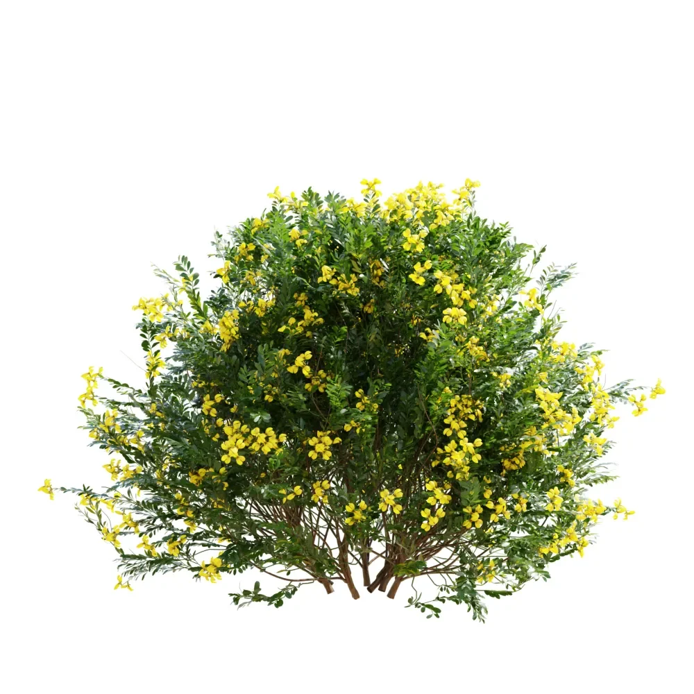 Coronilla Valentina Glauca