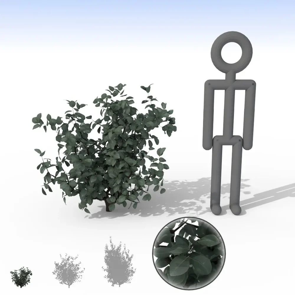 Smoky Grey Bush - Smnall