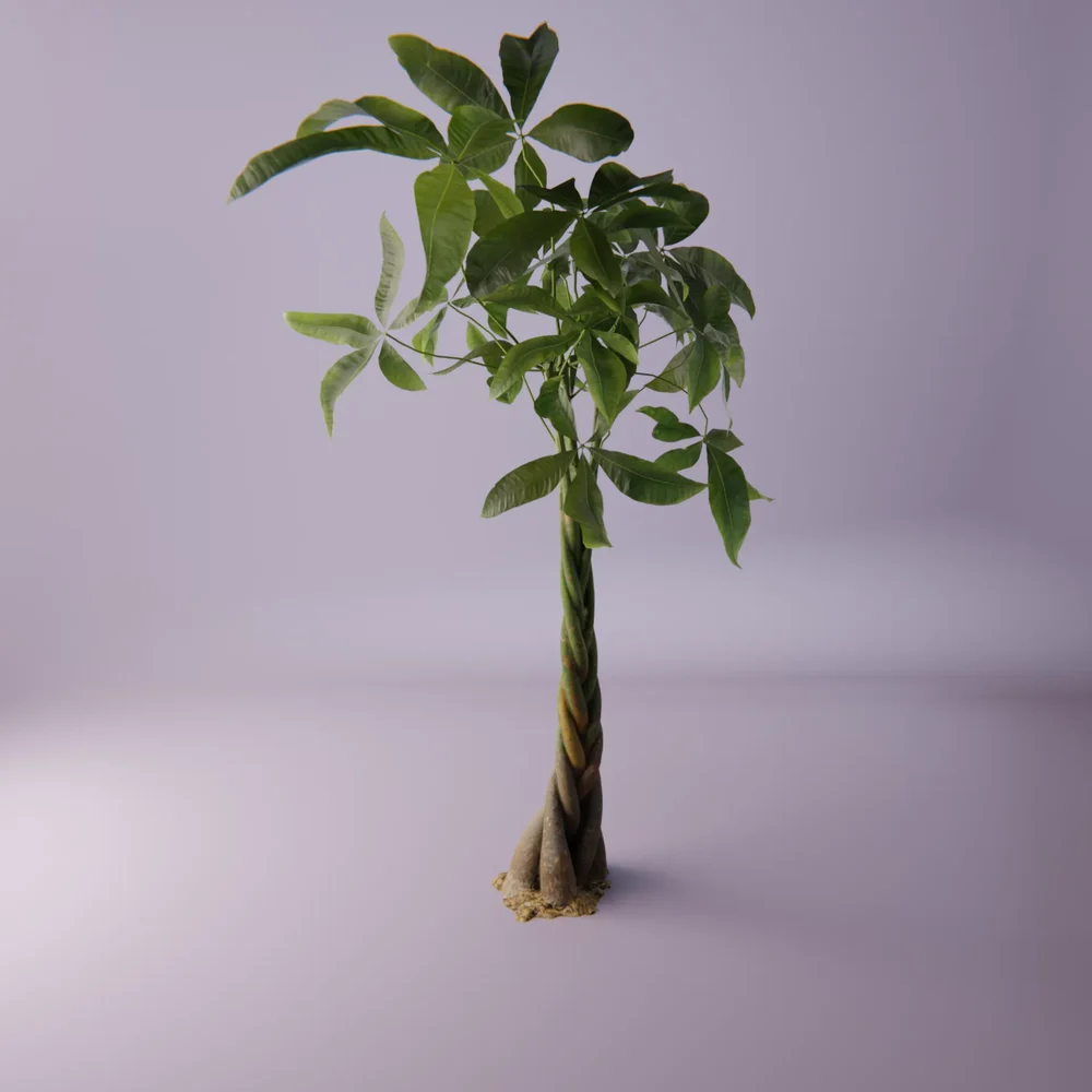 Exotic Plant