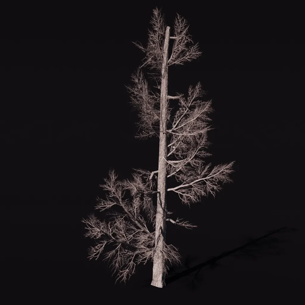 Tree Larchsiberian Bare A4
