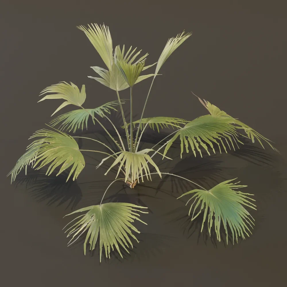 Fan Palm Sparce