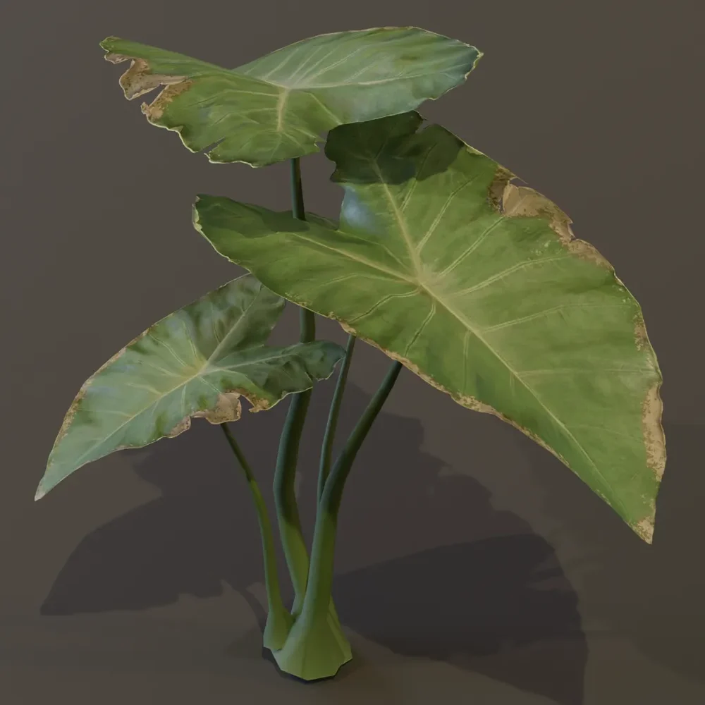 Elephant Ear Taro Plant Sap