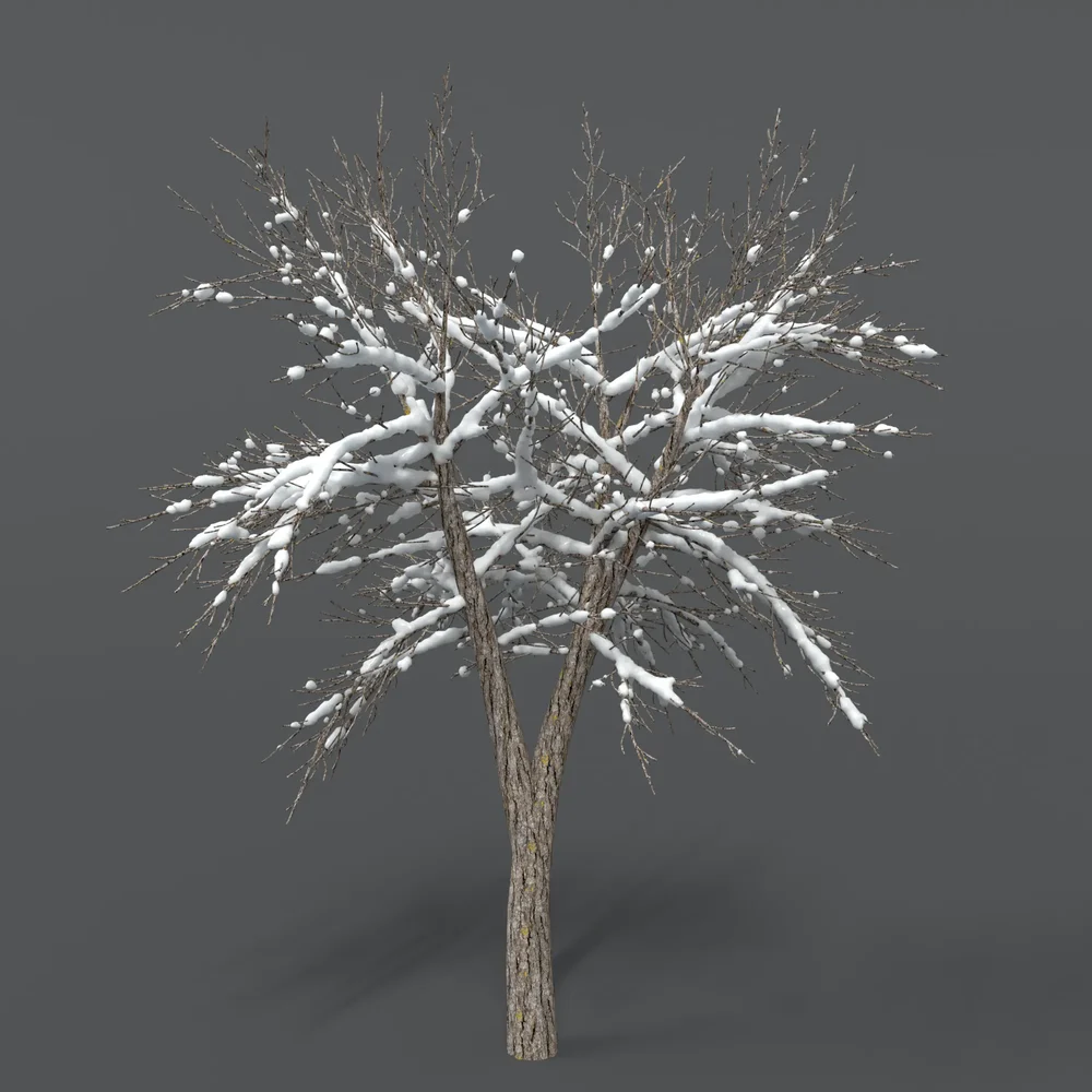 Tree With Snow