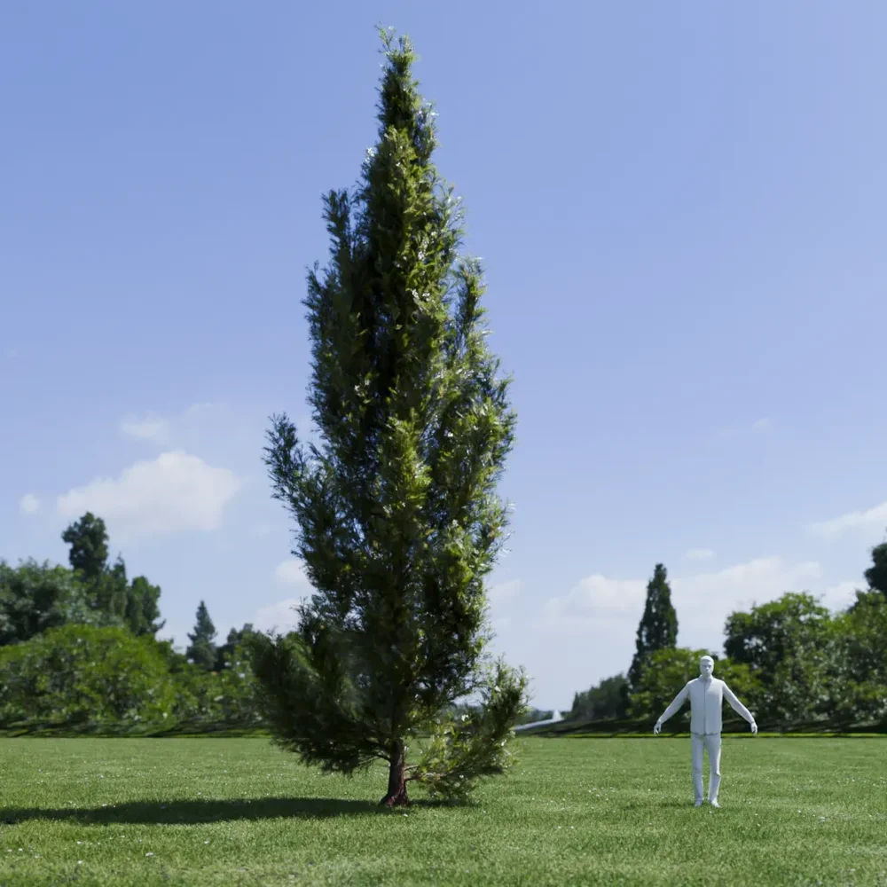 Pine Tree - Pinus Flexilis Animated