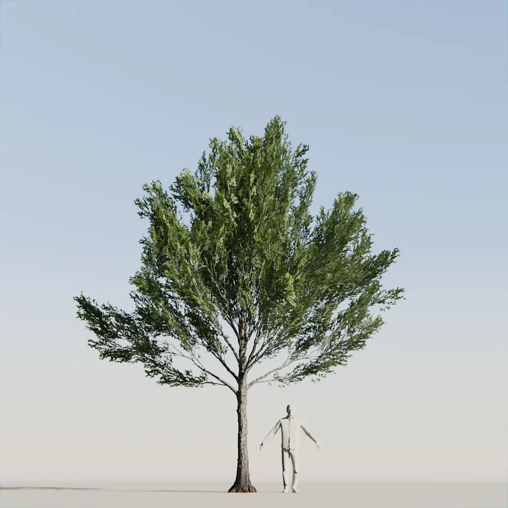 American Beech Tree Variation Low Poly