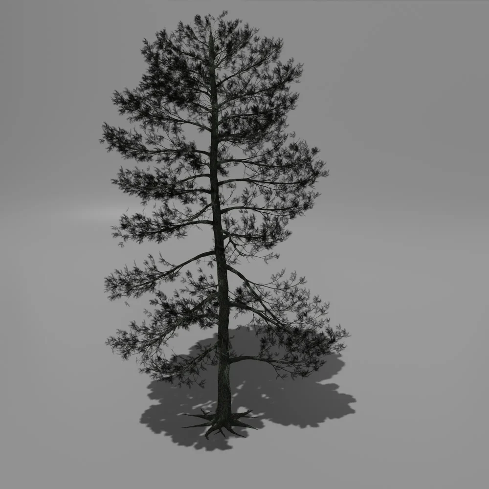 Pine Tree