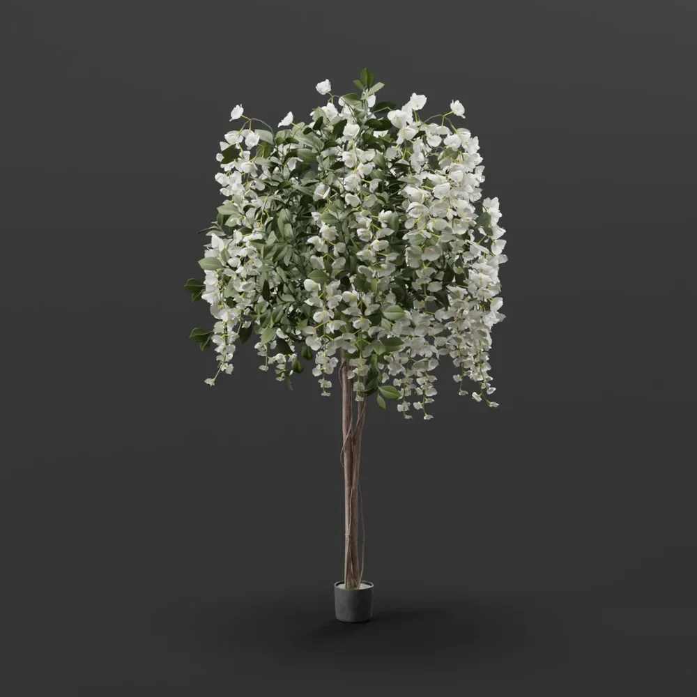 White Wisteria Tree In Pot