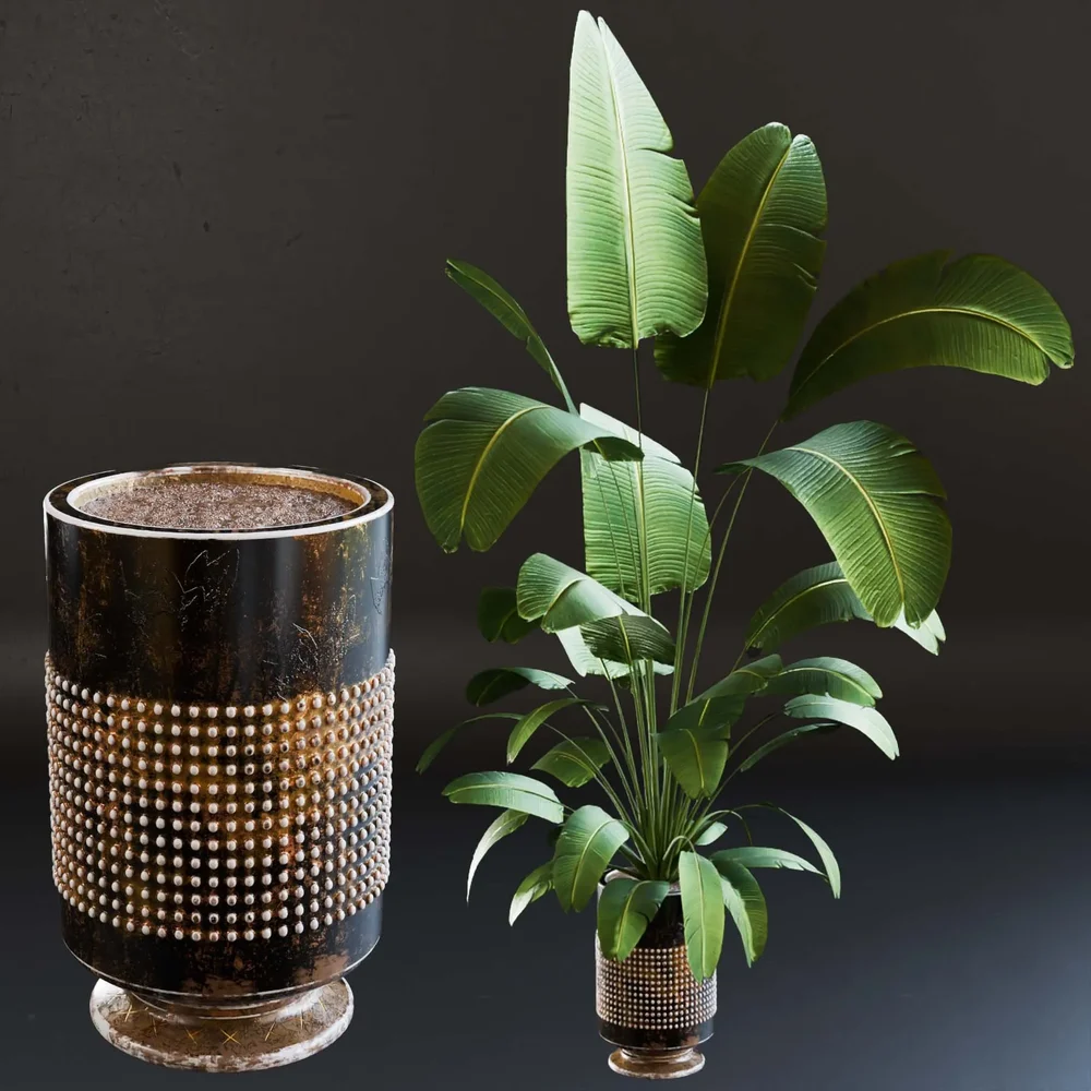 Sj-Strelitzia-Fantasy Pot 02