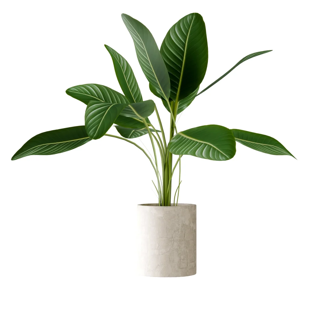 Plant Bird Of Paradise