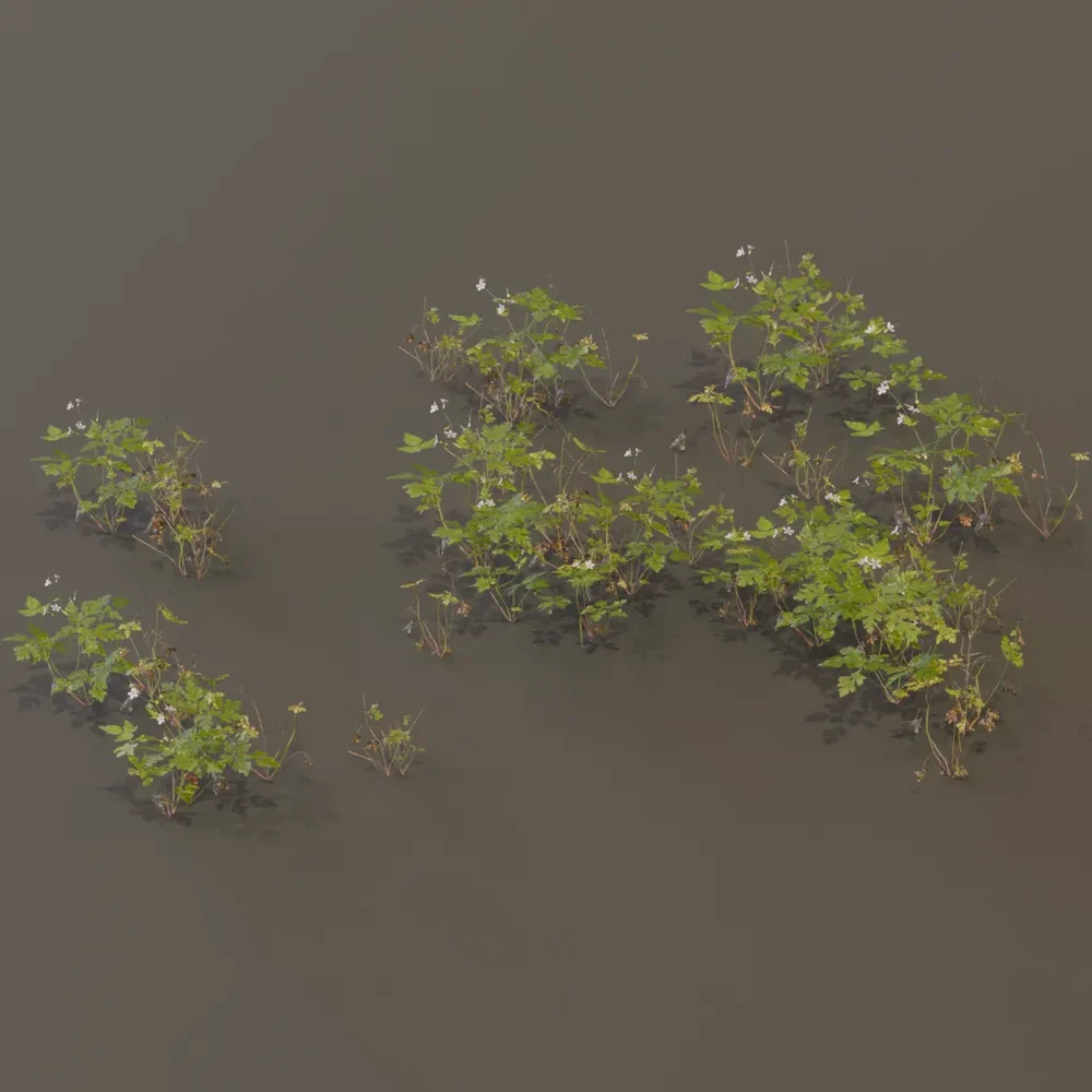 Herb Robert Geranium Robertianum