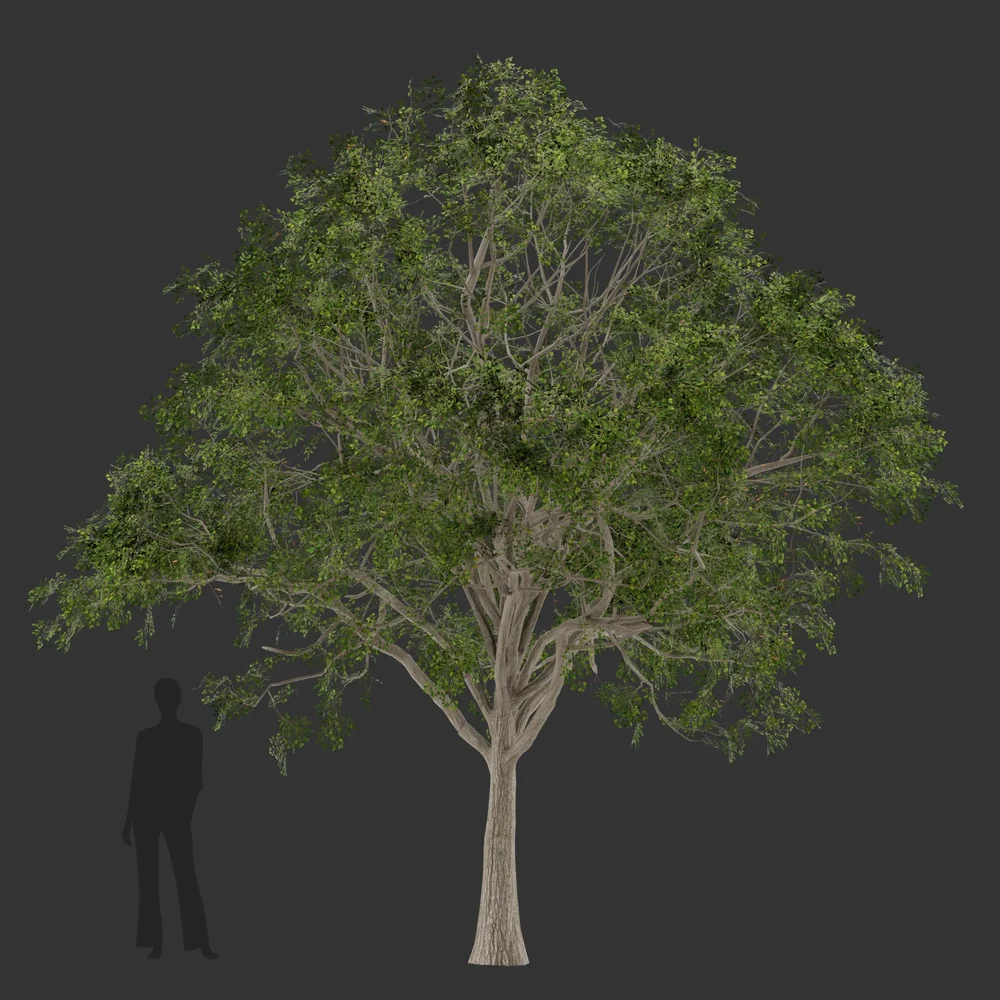 Oak Tree Summer-Game Ready