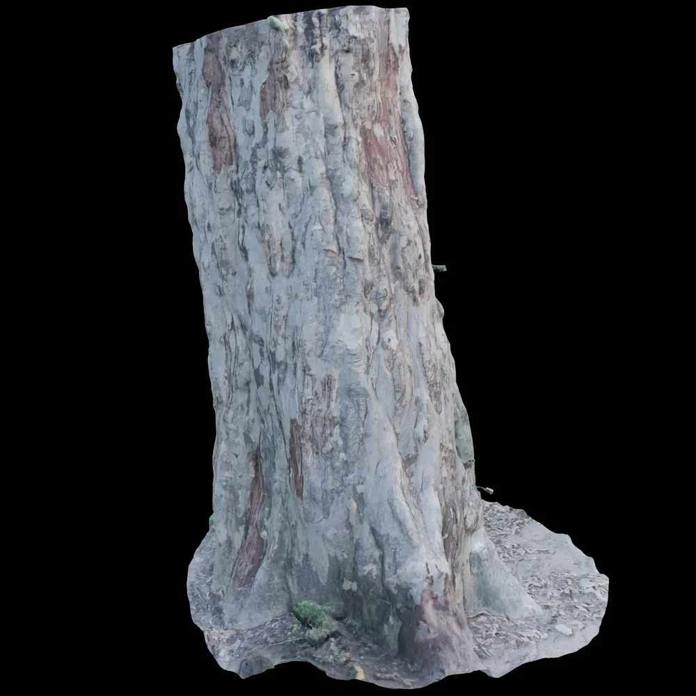 Forest Tree Scan