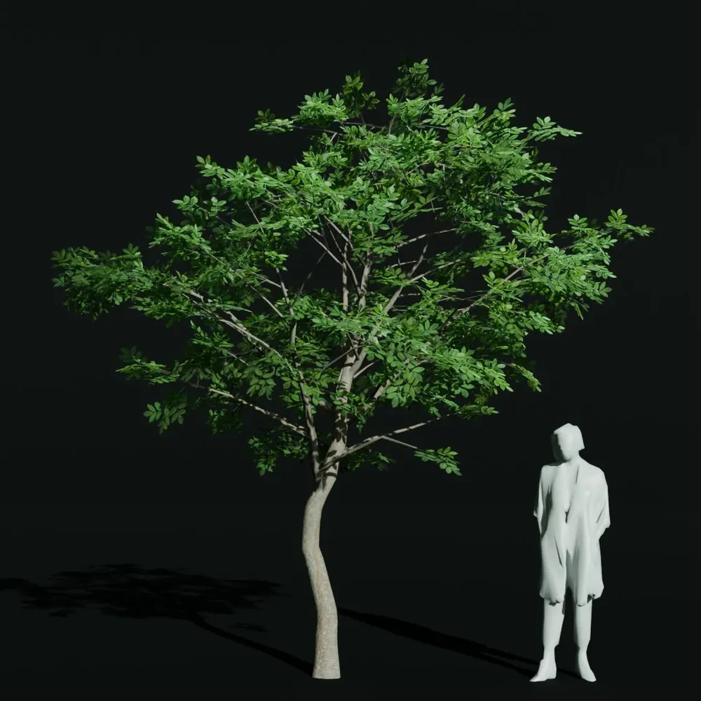 Gumbo Limbo Young Var