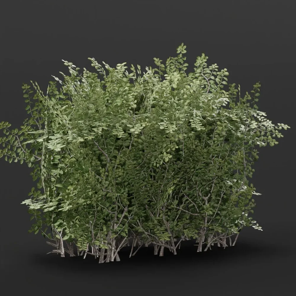 Boxwood Hedge 1m Variation