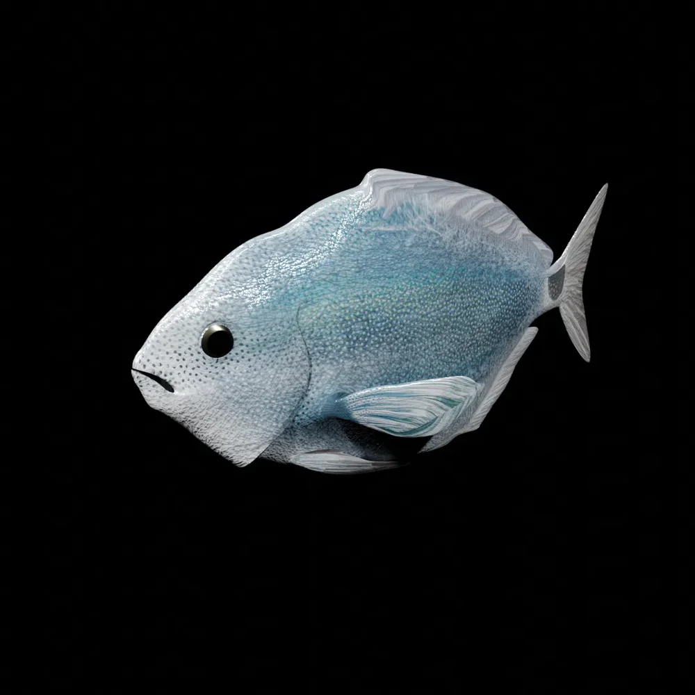 Animated Mediterranean Fish, Oblada