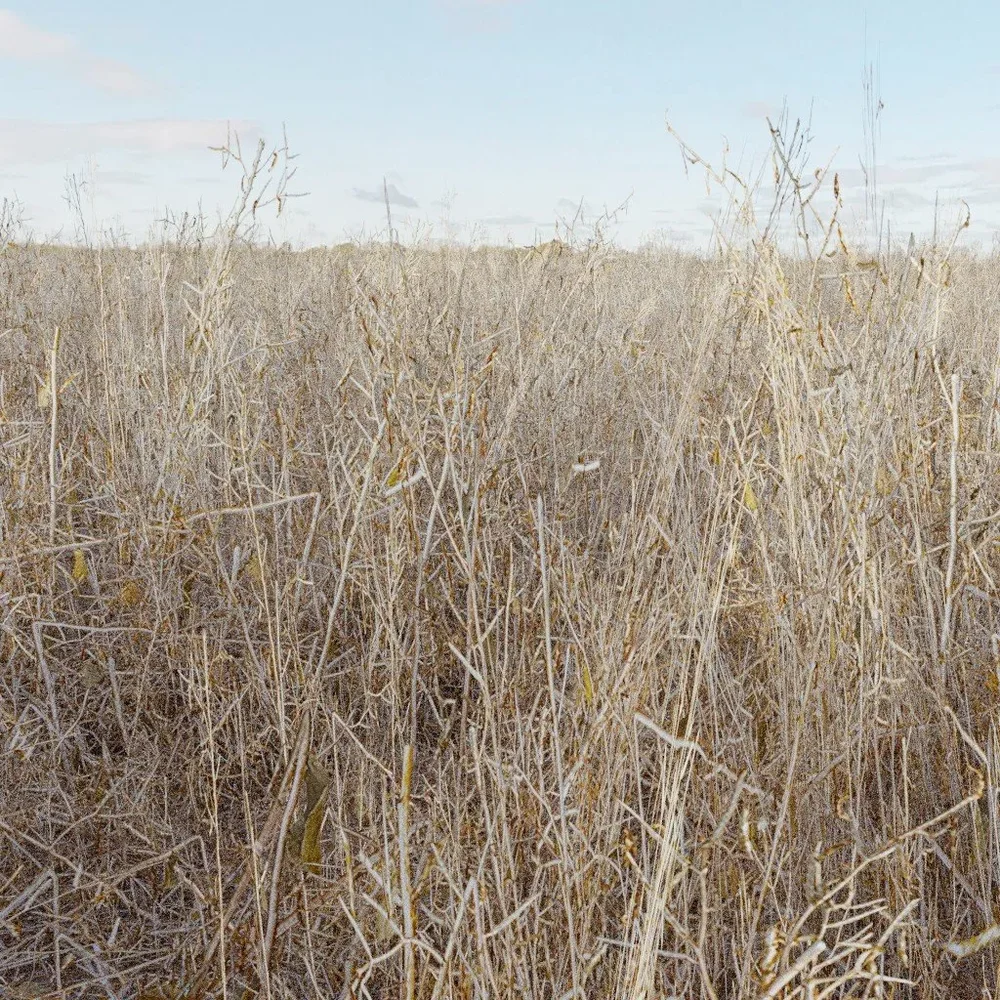 Grass Dead Dry Dense