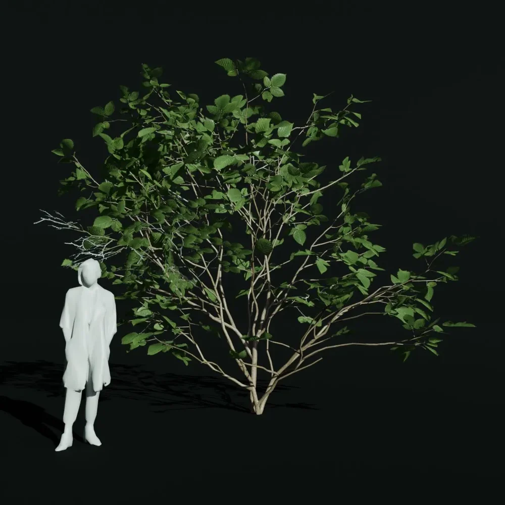 Hornbeam Small