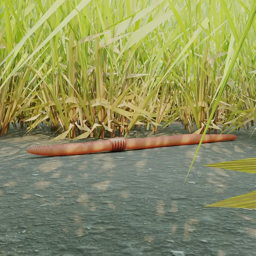Earthworm - Animated