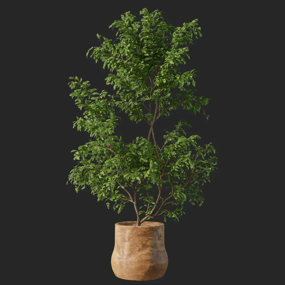 Indoor Tree