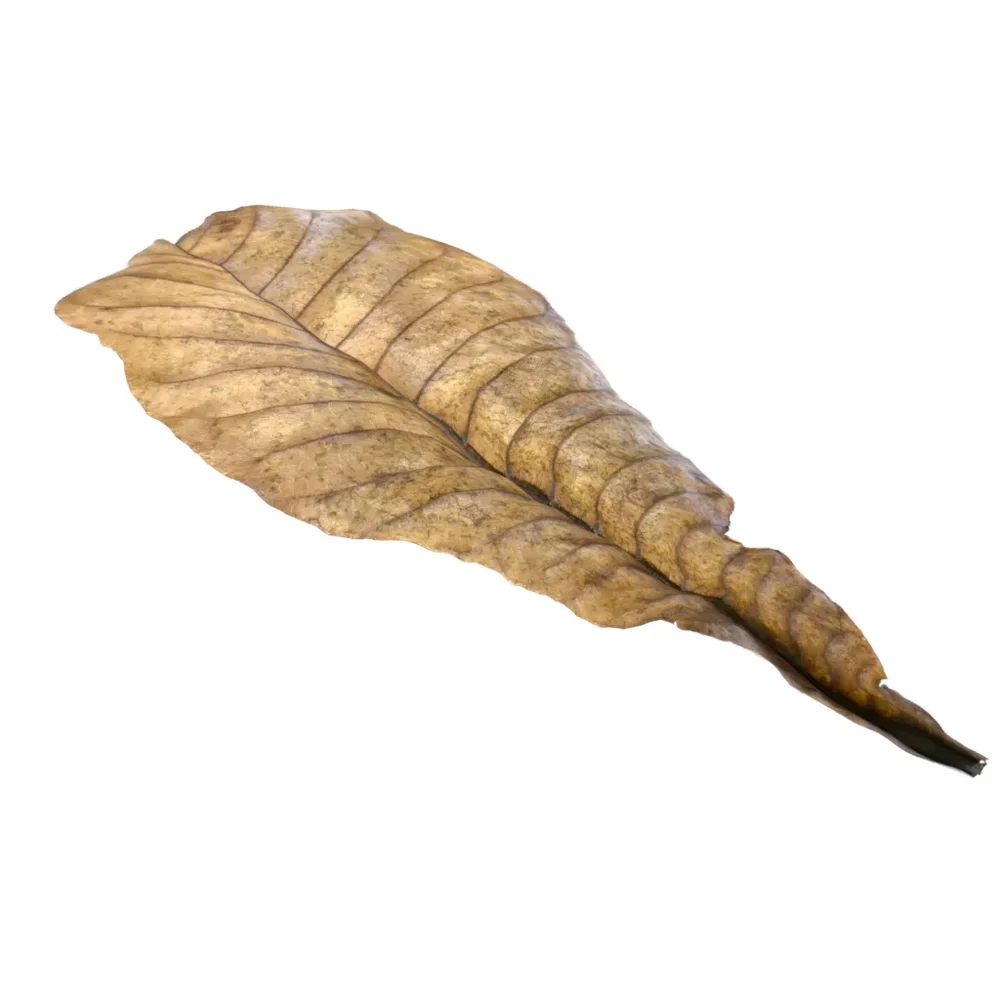 Leaves