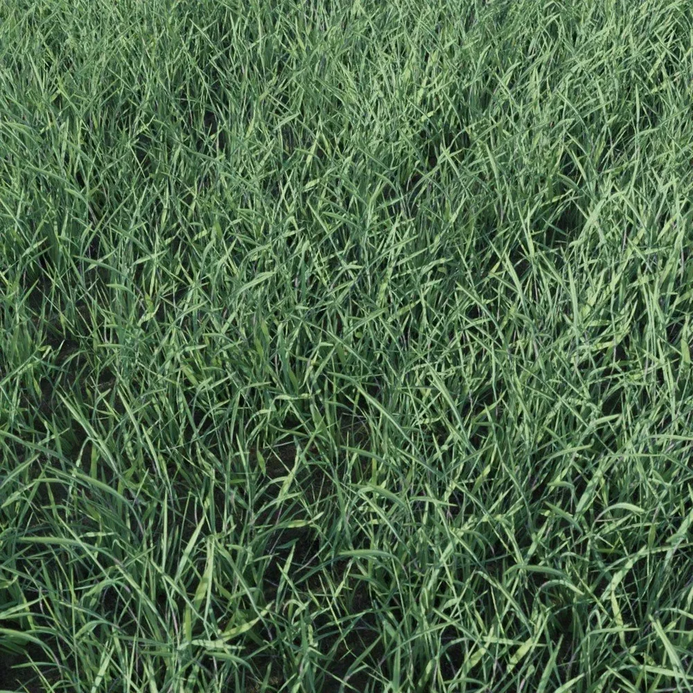 Grass Small Clump