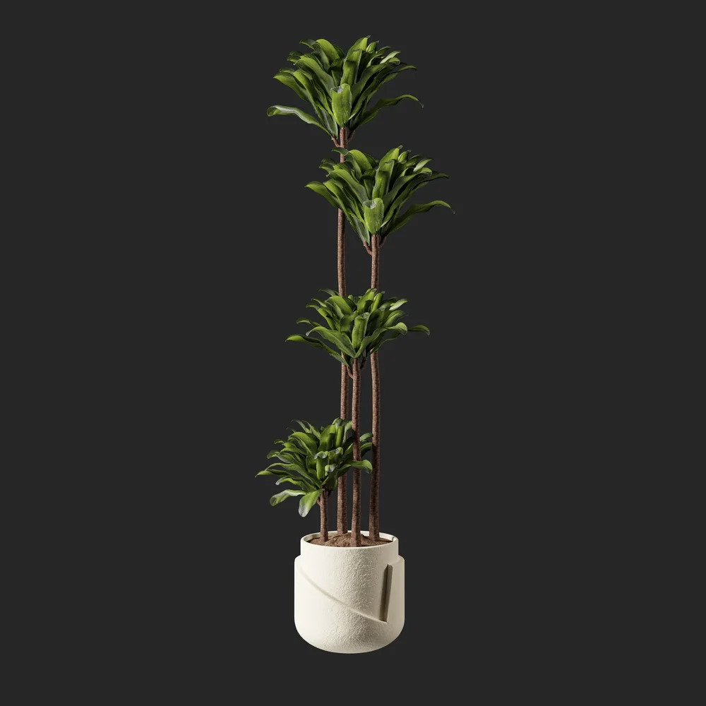 Palm Plant
