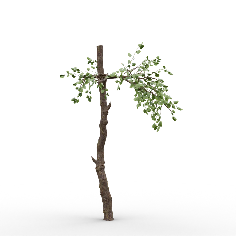 Old Tree V6
