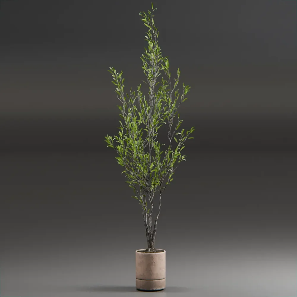 Indoor Plant Olive