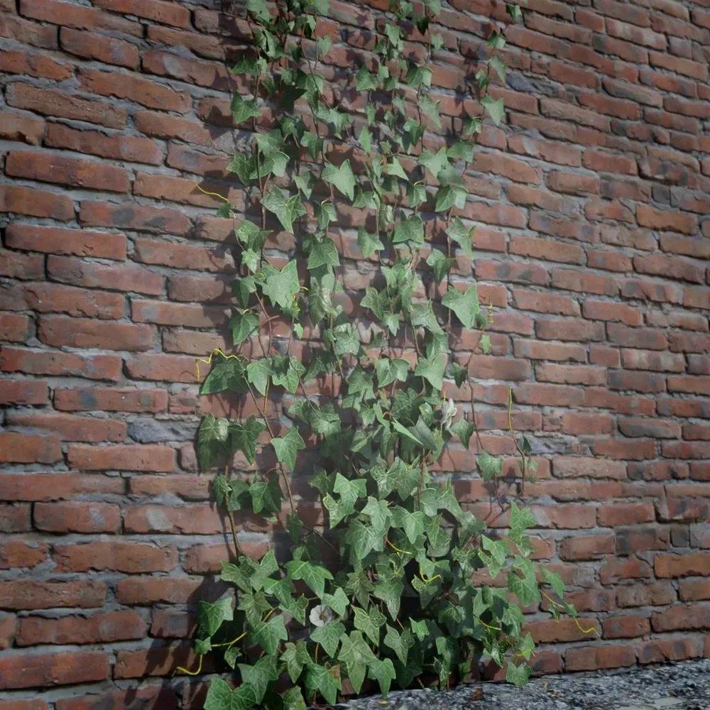 Ivy Creeper Going Up 2m 01