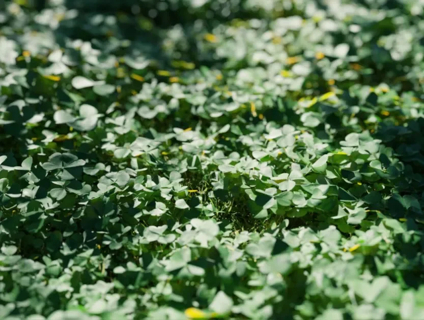 Clover