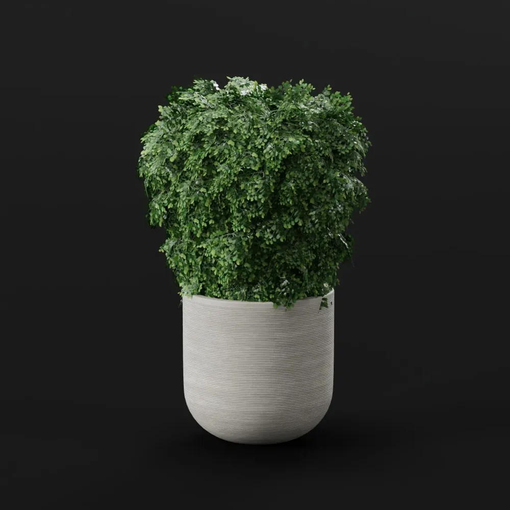 Ficus Bush Pot